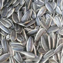 2021 crop China Xinjiang origin wholesale 361 sunflower seeds size 180-185 ton-pirce